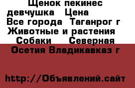 Щенок пекинес девчушка › Цена ­ 2 500 - Все города, Таганрог г. Животные и растения » Собаки   . Северная Осетия,Владикавказ г.